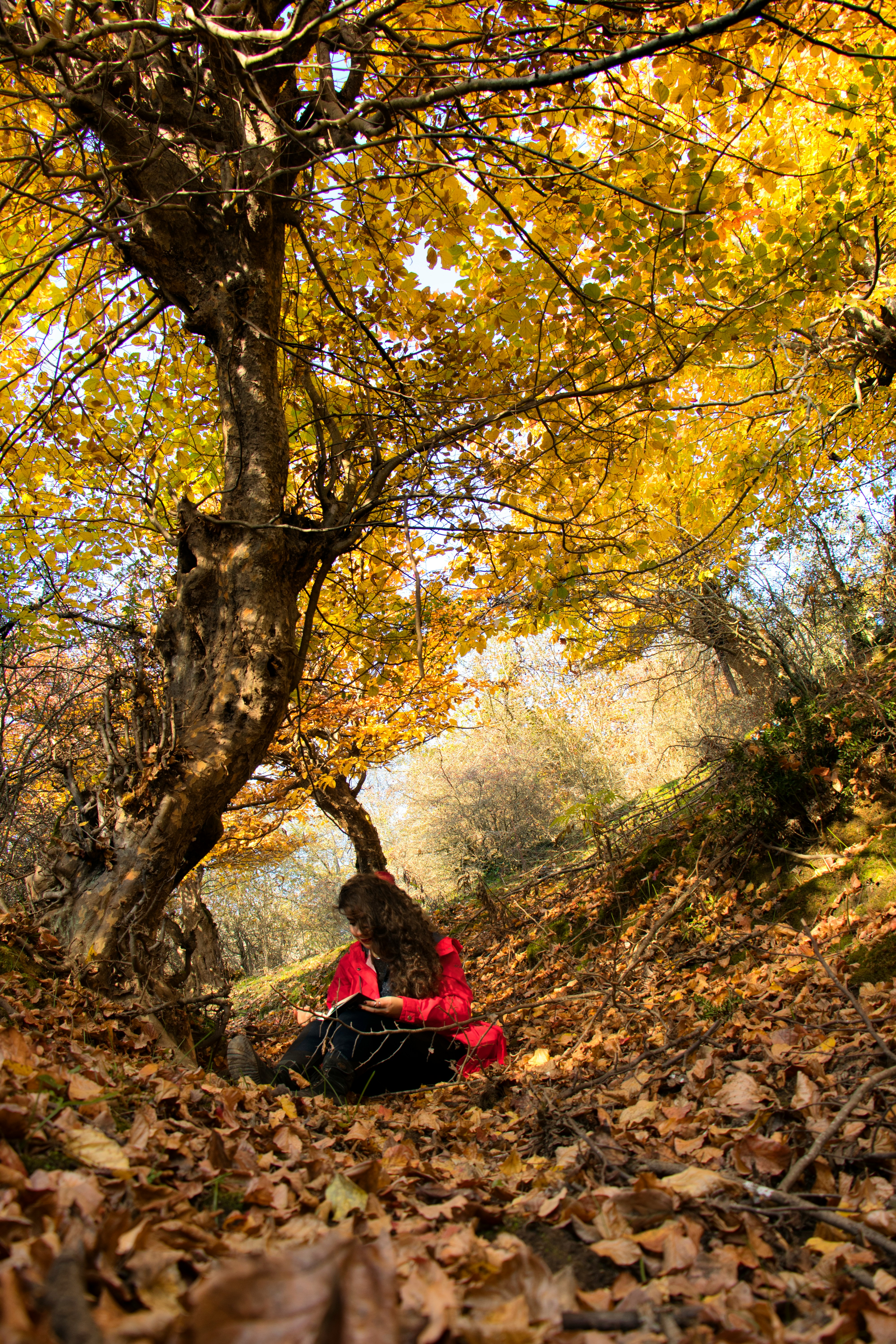 专题精选封面：熊猫视频网动漫综艺专题